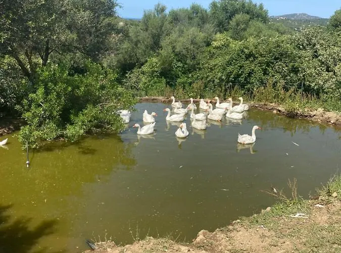Tenute Murales Srls Ольбія