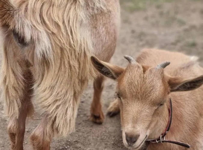 Tenute Murales Srls Hotel Olbia