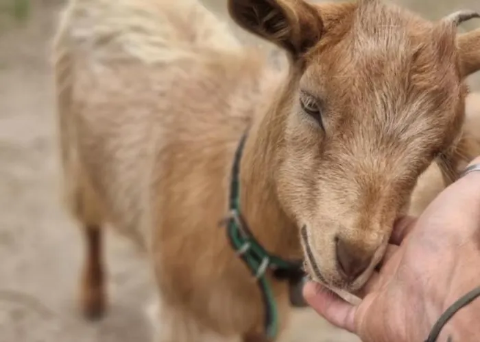 Tenute Murales Srls أولبيا