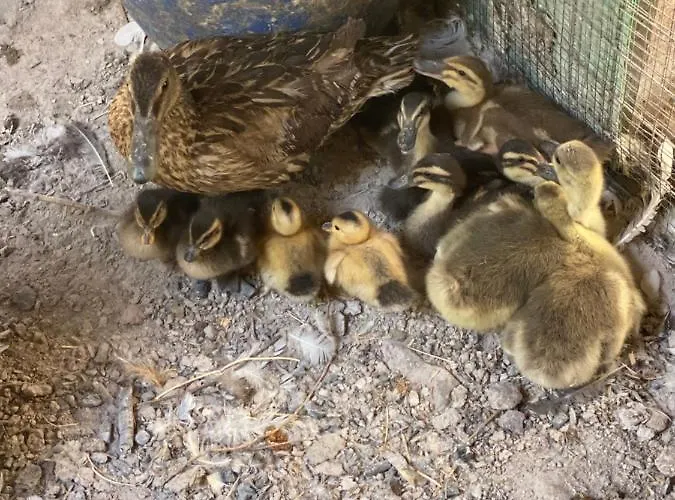 Tenute Murales Srls 2*